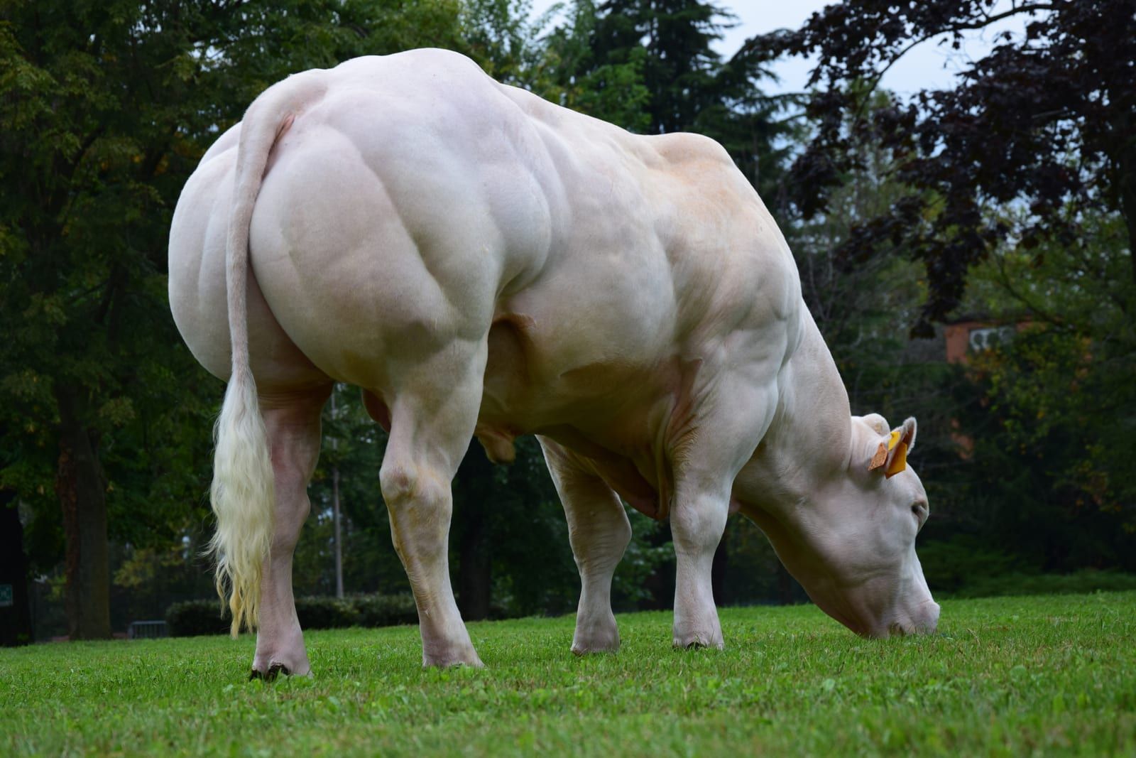 BOUNTY DE ROUPAGE, toro Blu Belga