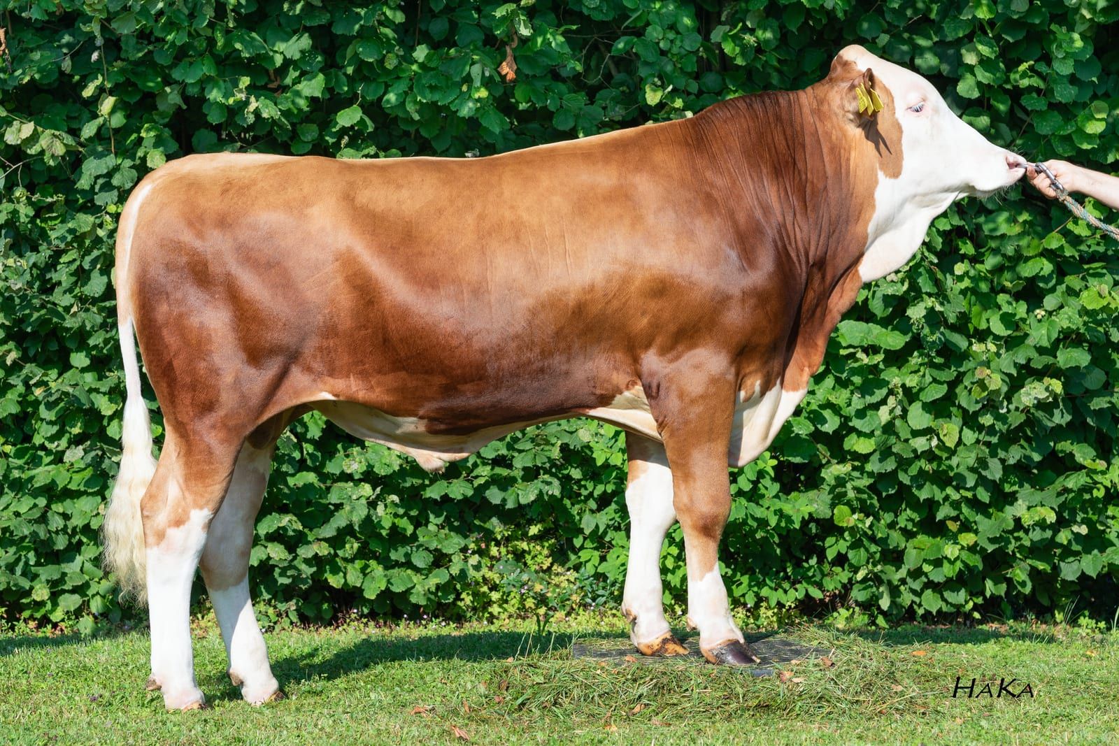 HALOGEN, toro Fleckvieh