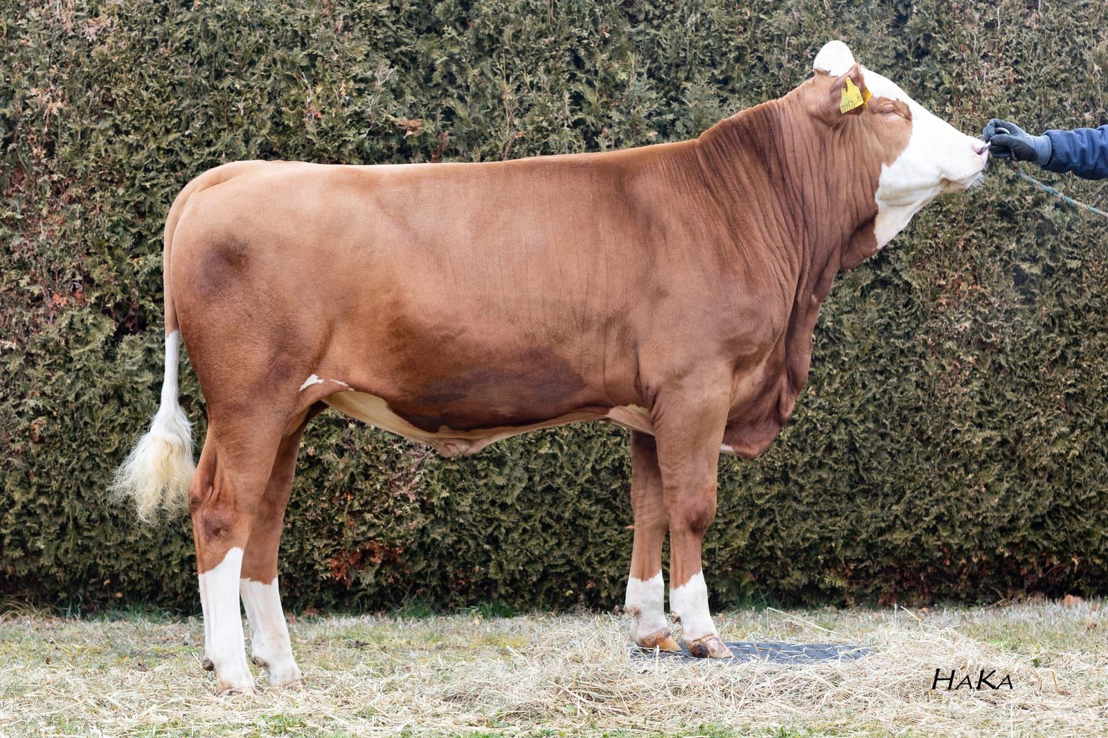 HELONG, toro Fleckvieh