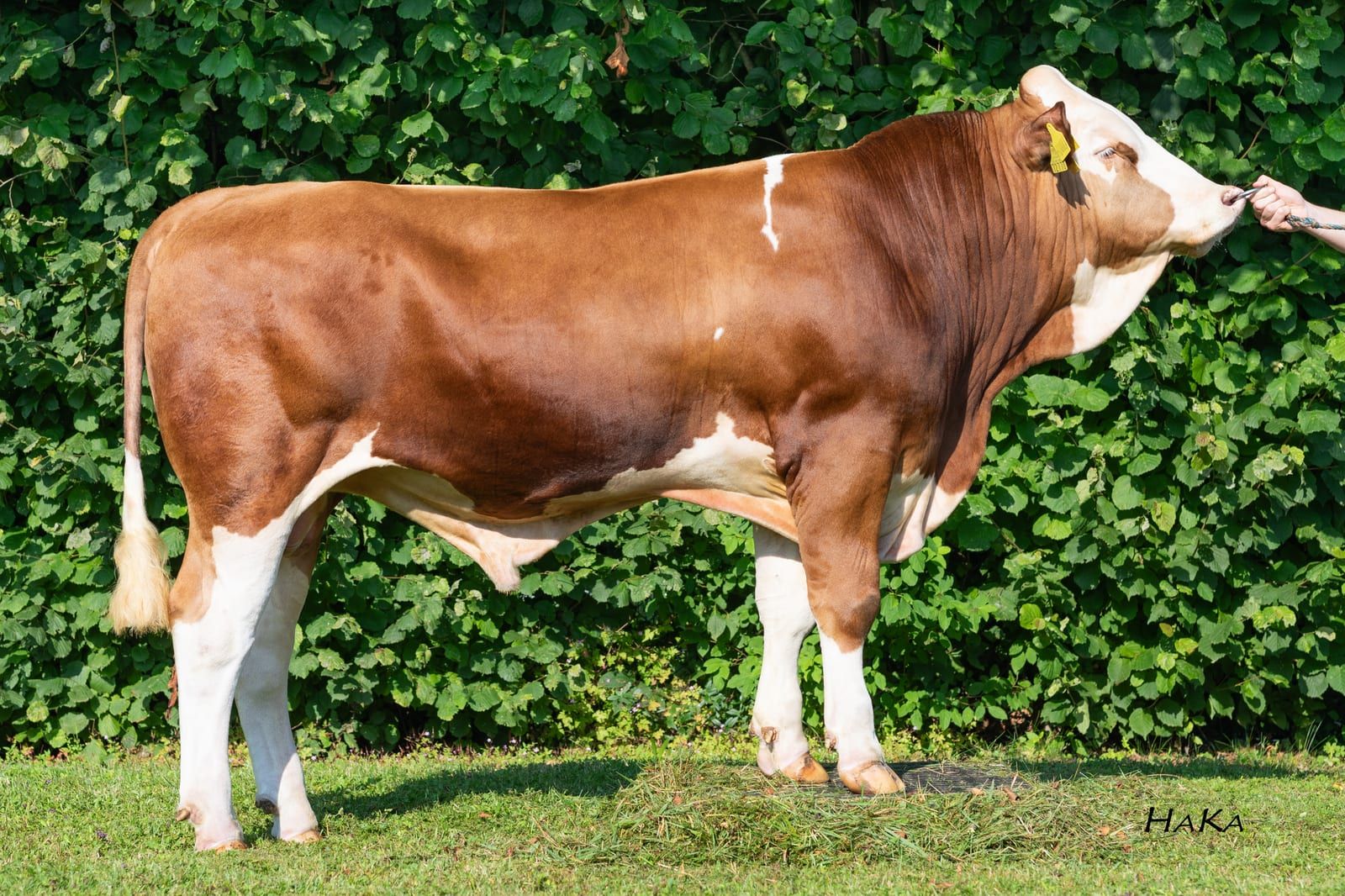 HIMOLA, toro Fleckvieh