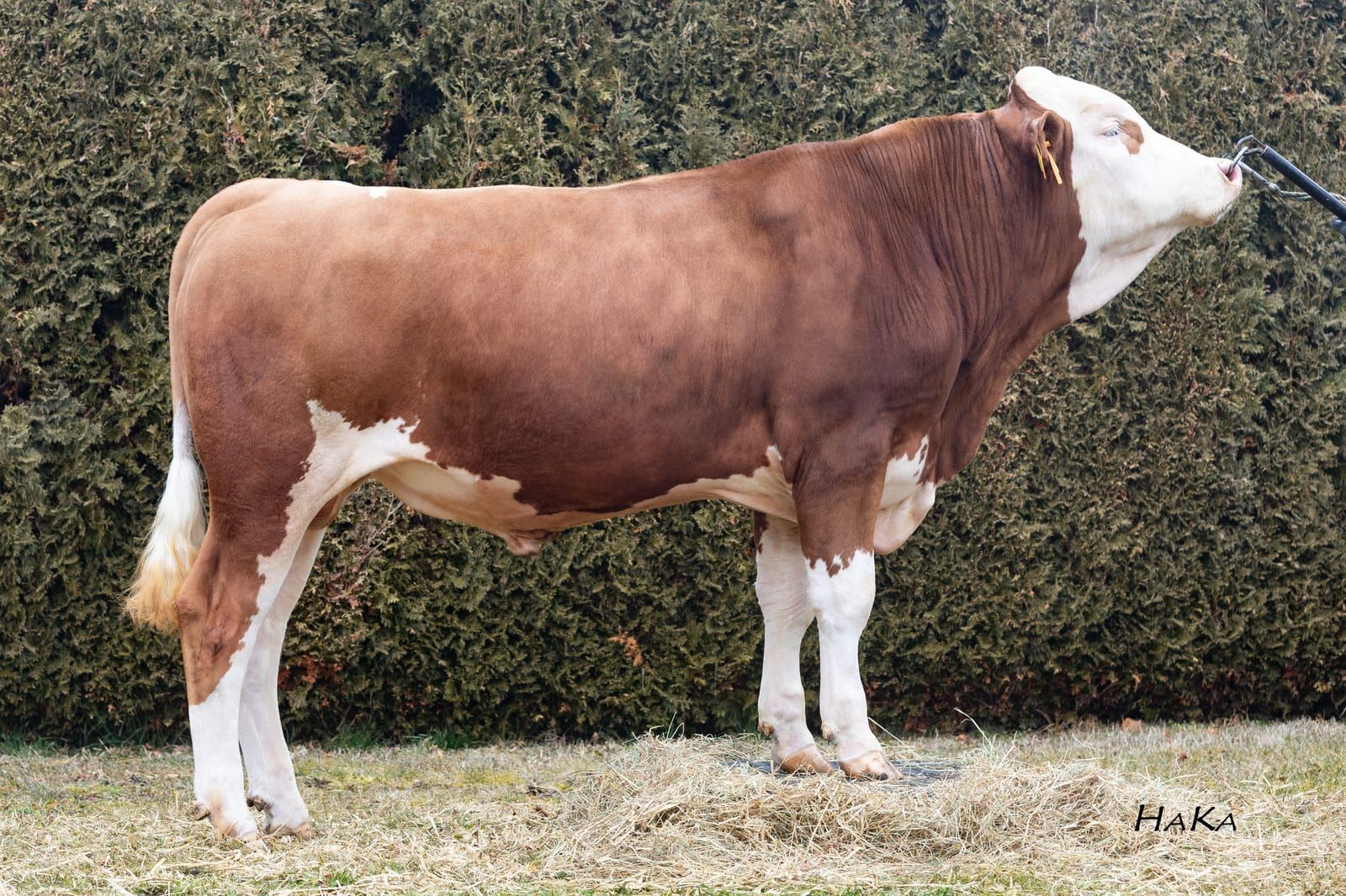 HOFIT Pp, toro Fleckvieh