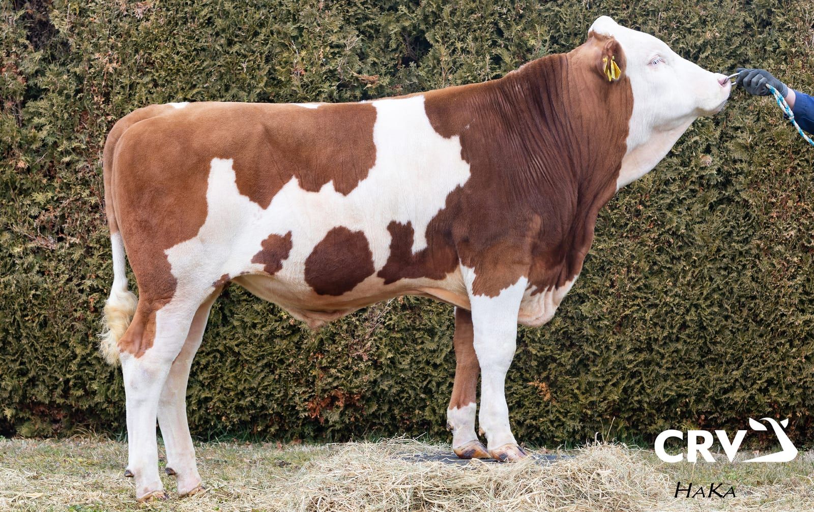 HOTROCK, toro Fleckvieh