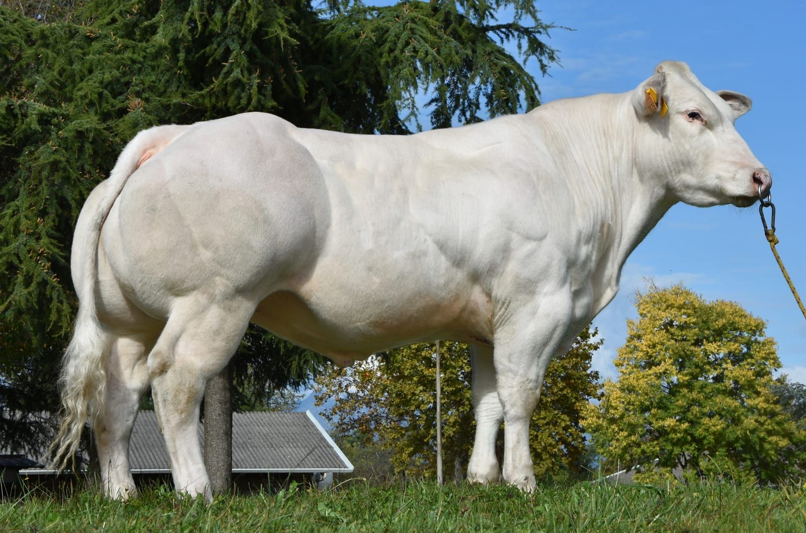 HUILEUX DE ROUPAGE, toro Blu Belga
