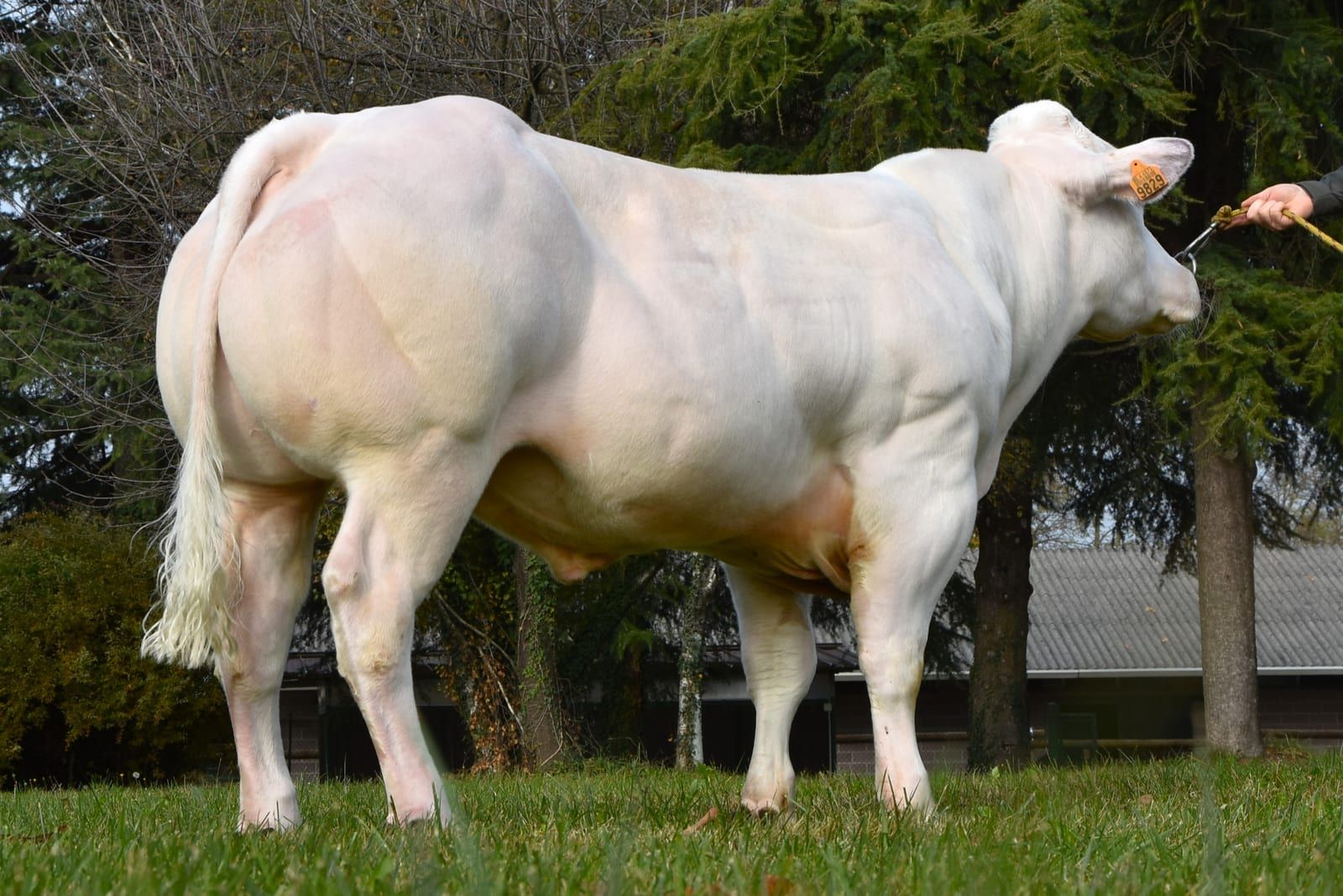 JEFFERSON DE VALDUC, toro Blu Belga