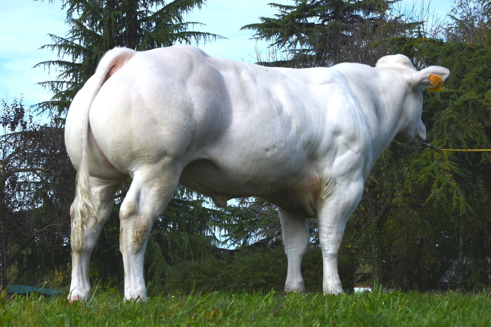 JOUJOU DE VALDUC, toro Blu Belga