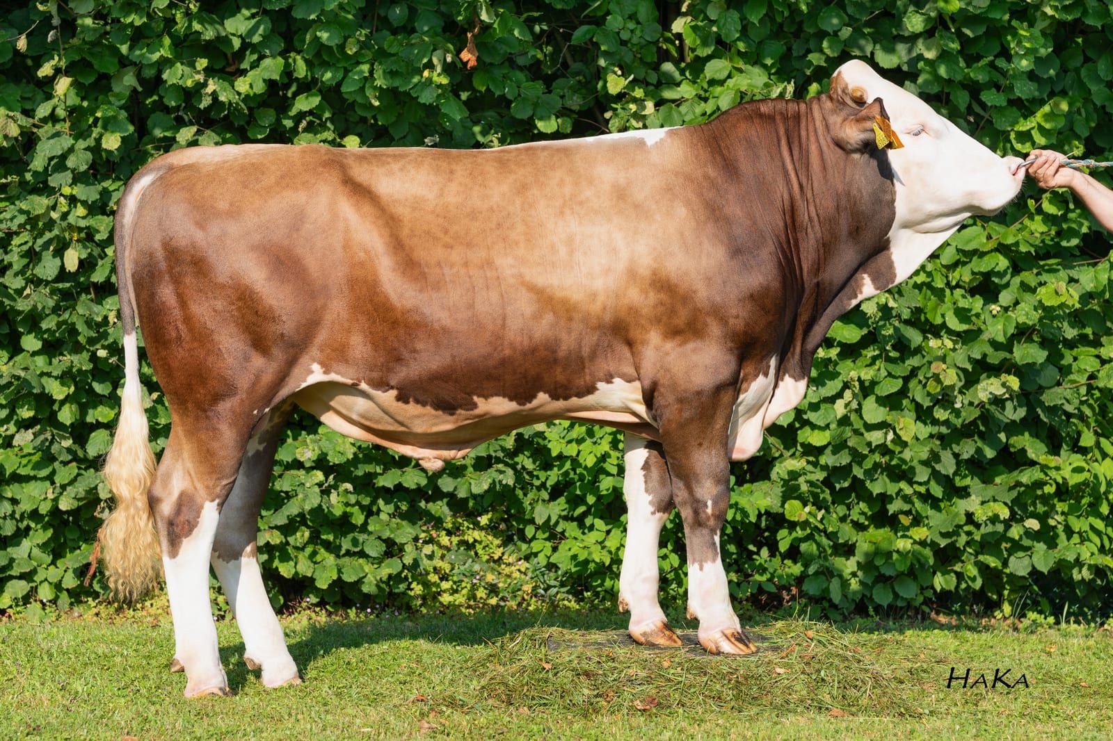 MODENA PS, toro Fleckvieh