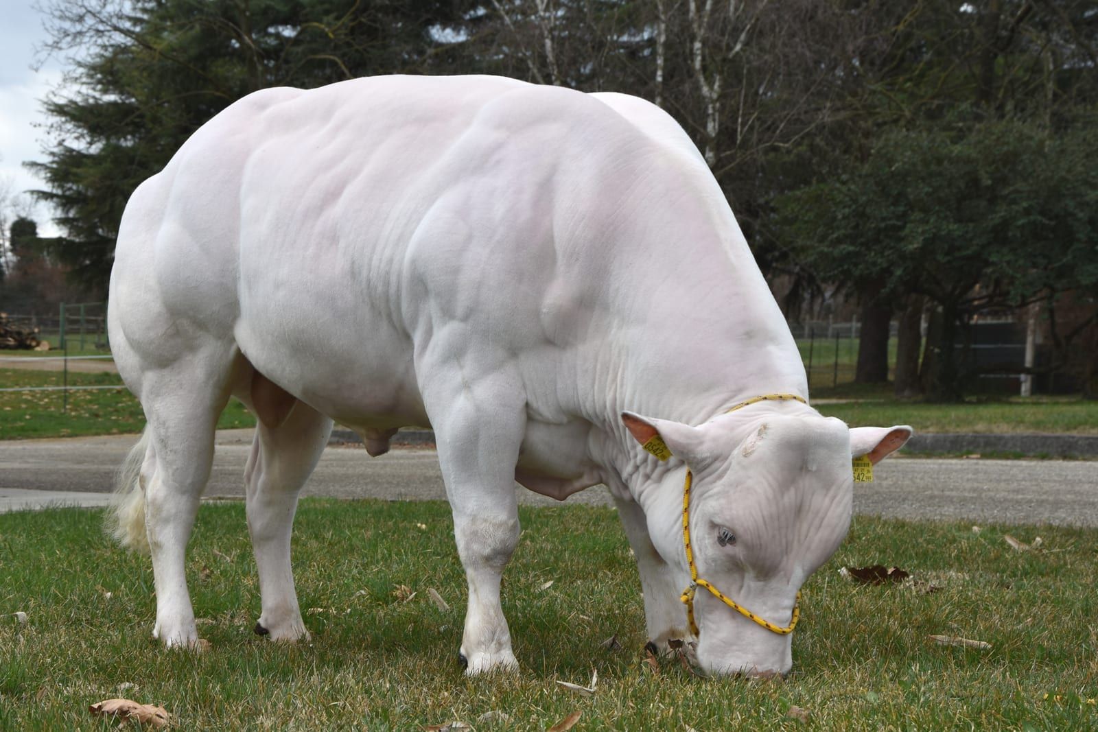 REMUS, toro Blu Belga