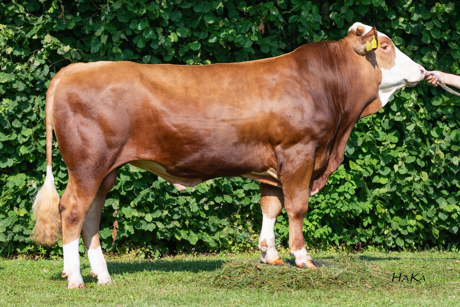 SULTANO PS, toro Fleckvieh