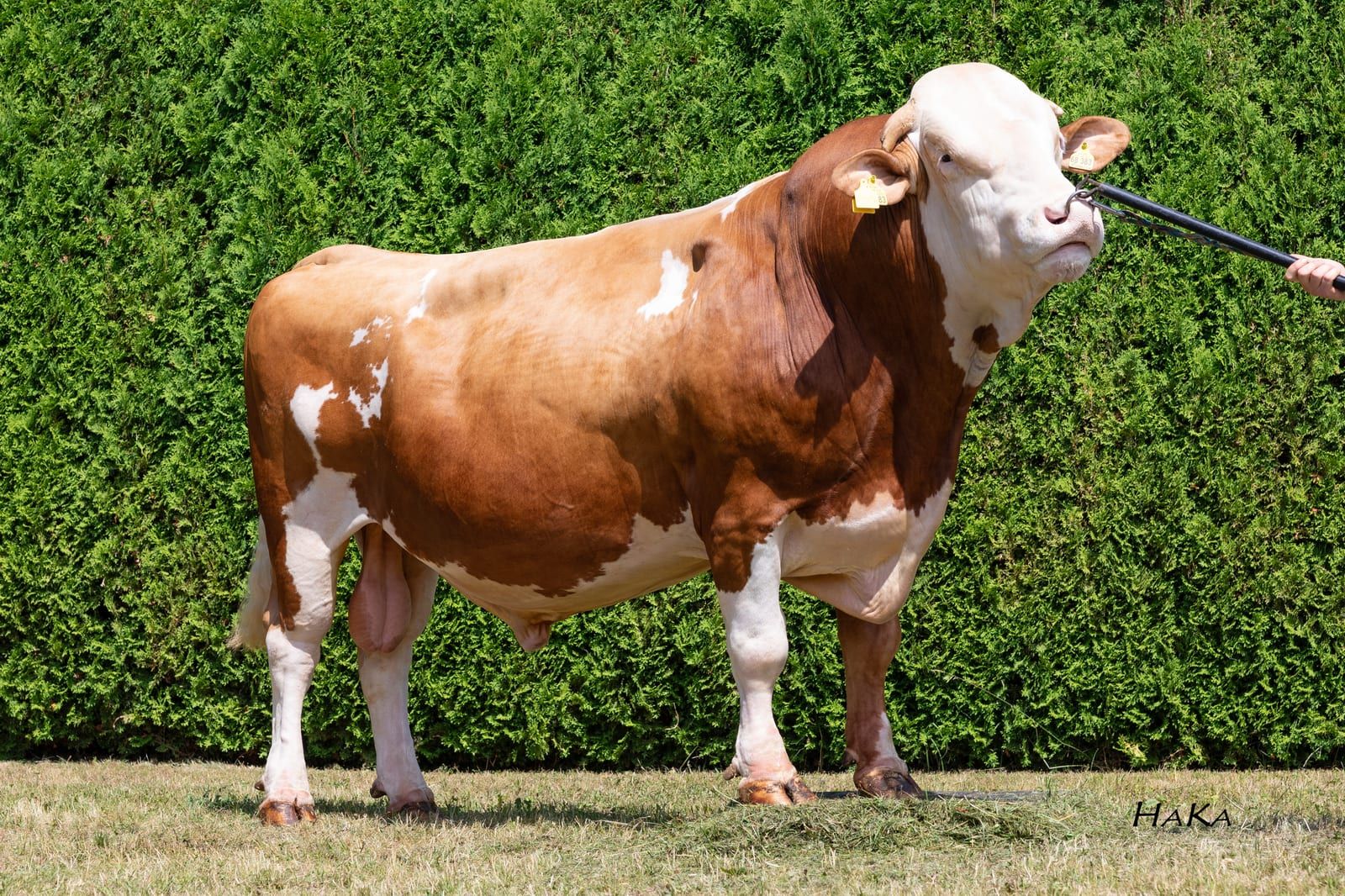 VIRGINIA, toro Fleckvieh