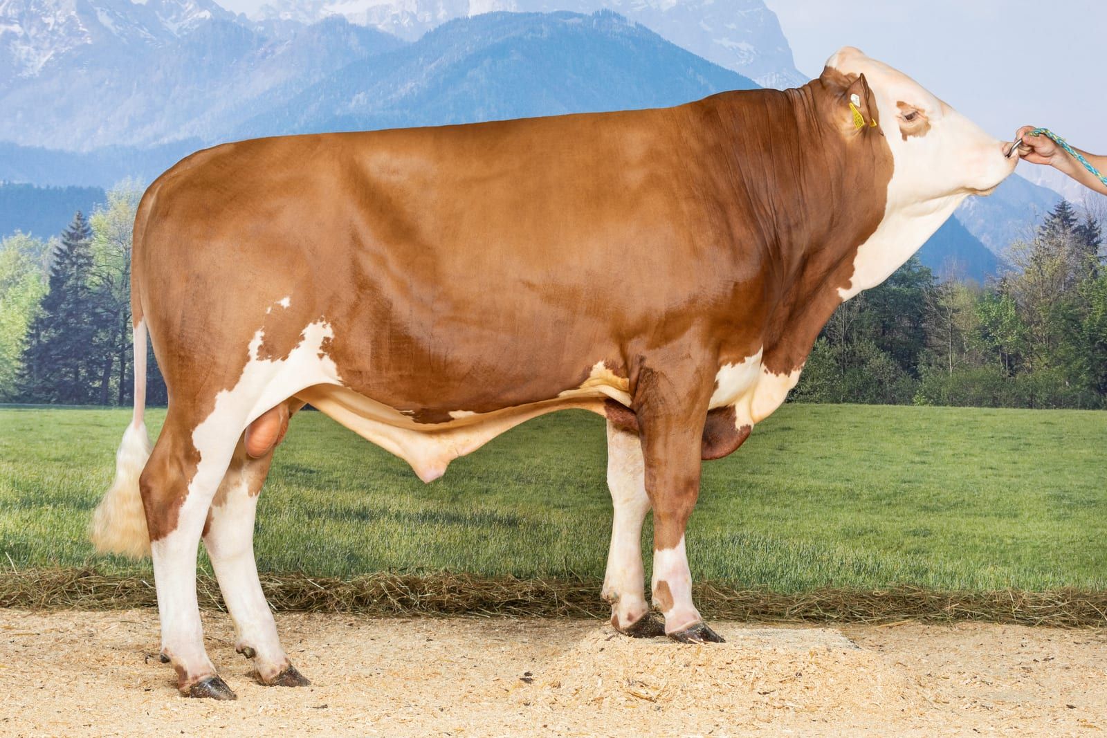 WITTUM PP, toro Fleckvieh